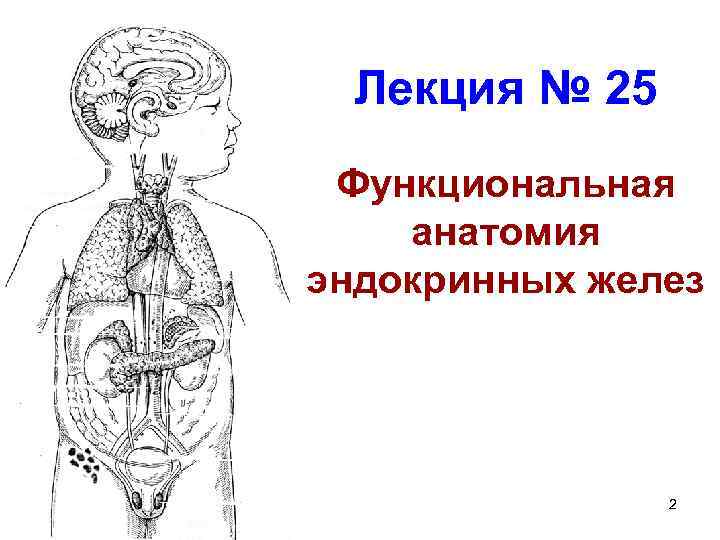 Лекция № 25 Функциональная анатомия эндокринных желез 2 