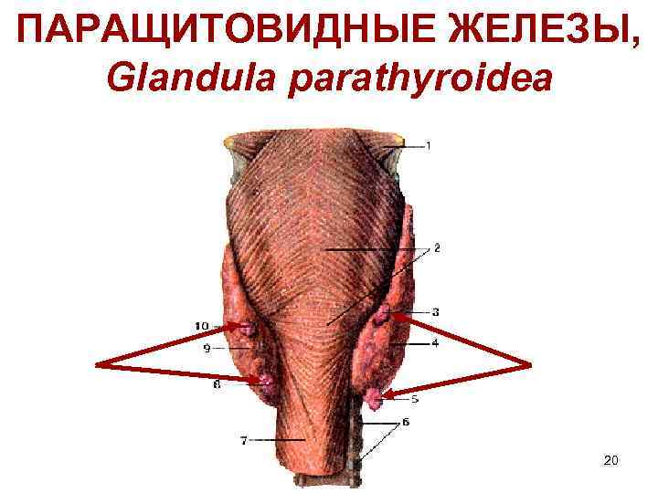 ПАРАЩИТОВИДНЫЕ ЖЕЛЕЗЫ, Glandula parathyroidea 20 