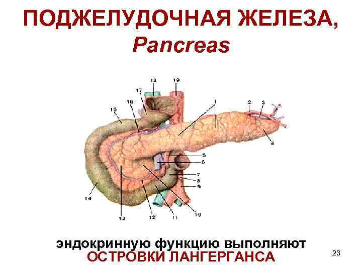 ПОДЖЕЛУДОЧНАЯ ЖЕЛЕЗА, Pancreas эндокринную функцию выполняют ОСТРОВКИ ЛАНГЕРГАНСА 23 