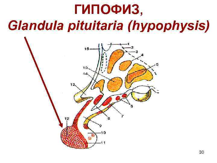ГИПОФИЗ, Glandula pituitaria (hypophysis) 30 