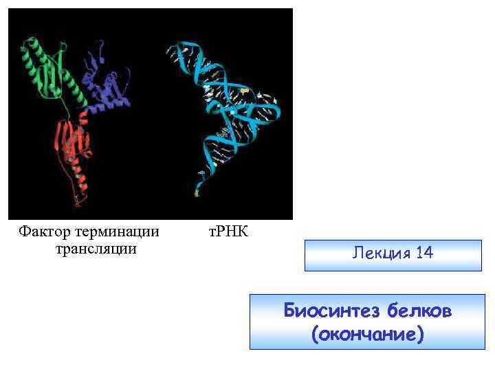 Фактор терминации трансляции т. РНК Лекция 14 Биосинтез белков (окончание) 