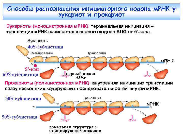 Способы распознавания инициаторного кодона м. РНК у эукариот и прокариот Эукариоты (моноцистронная м. РНК):