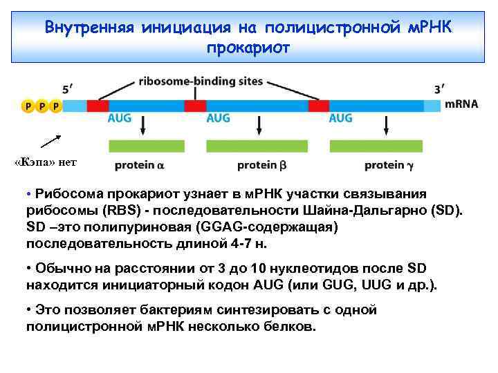 Внутренняя инициация на полицистронной м. РНК прокариот «Кэпа» нет • Рибосома прокариот узнает в