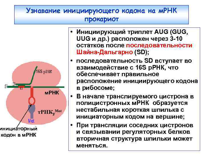 Узнавание инициирующего кодона на м. РНК прокариот инициаторный кодон в м. РНК т. РНКFMet