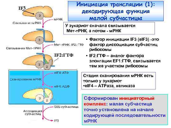 Инициация трансляции (1): декодирующая функция малой субчастицы IF 3 У эукариот сначала связывается Мет-т.
