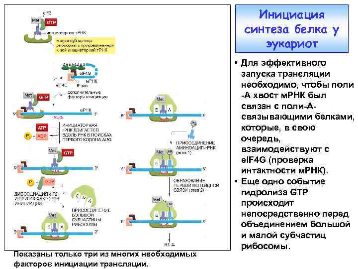 Инициация синтеза белка у эукариот Показаны только три из многих необходимых факторов инициации трансляции.