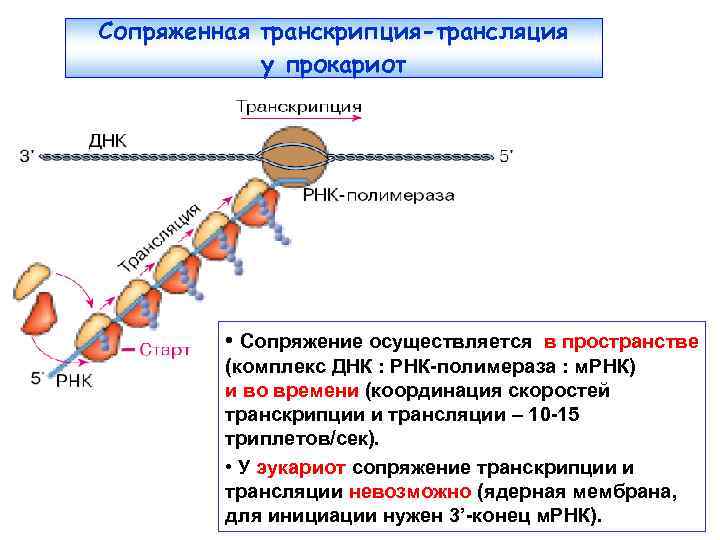 Сопряженная транскрипция-трансляция у прокариот • Сопряжение осуществляется в пространстве (комплекс ДНК : РНК-полимераза :