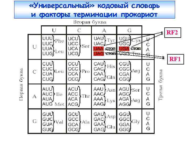  «Универсальный» кодовый словарь и факторы терминации прокариот RF 2 RF 1 