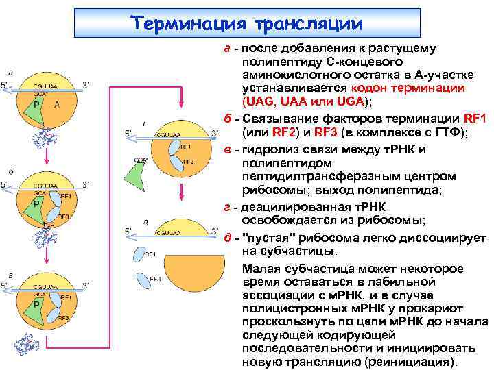 Терминация трансляции а - после добавления к растущему полипептиду С-концевого аминокислотного остатка в А-участке