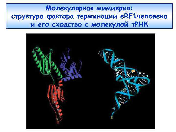 Молекулярная мимикрия: структура фактора терминации е. RF 1 человека и его сходство с молекулой