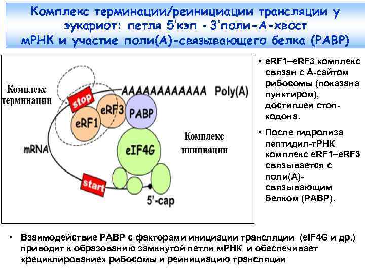 Комплекс терминации/реинициации трансляции у эукариот: петля 5‘кэп - 3‘поли-A-хвост м. РНК и участие поли(А)-связывающего