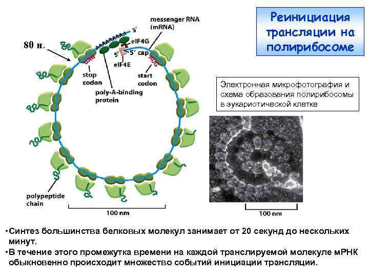 80 н. Реинициация трансляции на полирибосоме Электронная микрофотография и схема образования полирибосомы в эукариотической