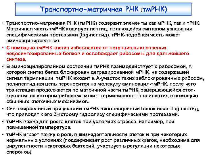 Транспортно-матричная РНК (тм. РНК) • Транспортно-матричная РНК (тм. РНК) содержит элементы как м. РНК,
