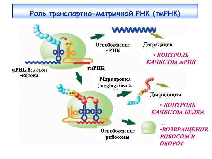 Ирнк процесс. РНК ИРНК ТРНК РРНК. Строение матричной РНК биохимия. Матричная РНК строение и функции.