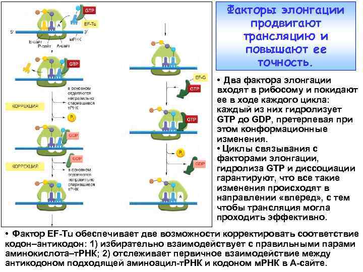 Факторы элонгации продвигают трансляцию и повышают ее точность. • Два фактора элонгации входят в