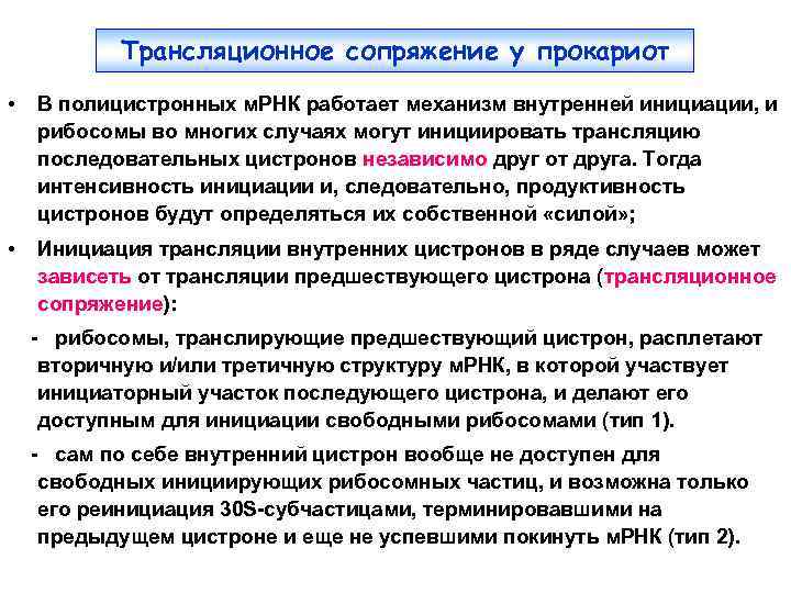Трансляционное сопряжение у прокариот • В полицистронных м. РНК работает механизм внутренней инициации, и