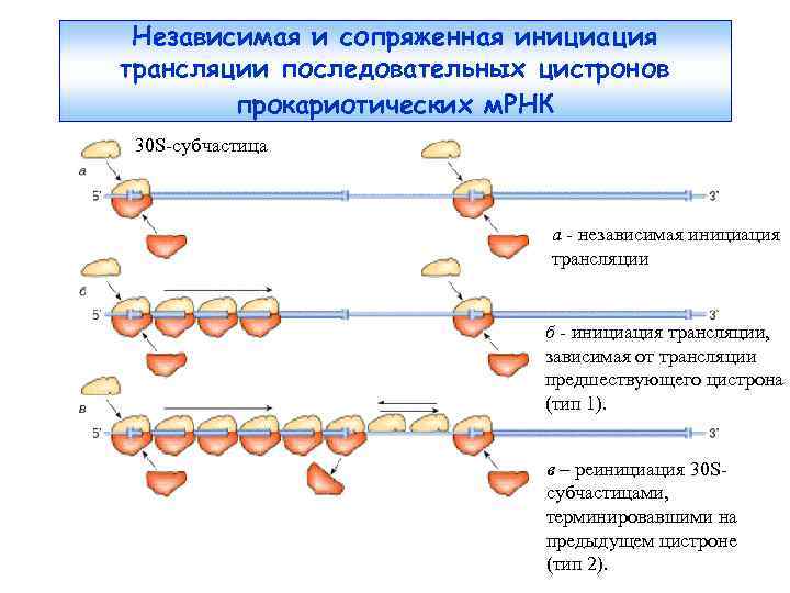 Независимая и сопряженная инициация трансляции последовательных цистронов прокариотических м. РНК 30 S-субчастица а -