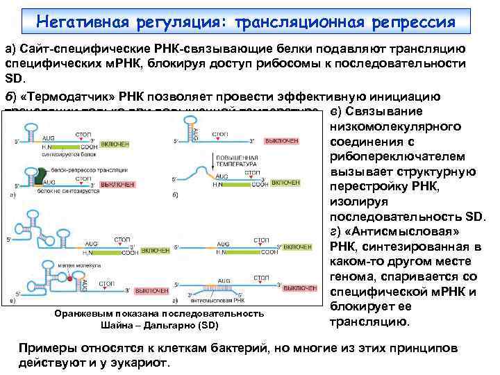 Негативная регуляция: трансляционная репрессия а) Сайт-специфические РНК-связывающие белки подавляют трансляцию специфических м. РНК, блокируя