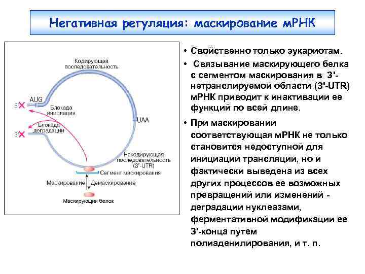 Негативная регуляция: маскирование м. РНК • Свойственно только эукариотам. • Связывание маскирующего белка с