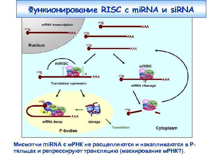 Функионирование RISC c mi. RNA и si. RNA Мисмэтчи mi. RNA с м. РНК
