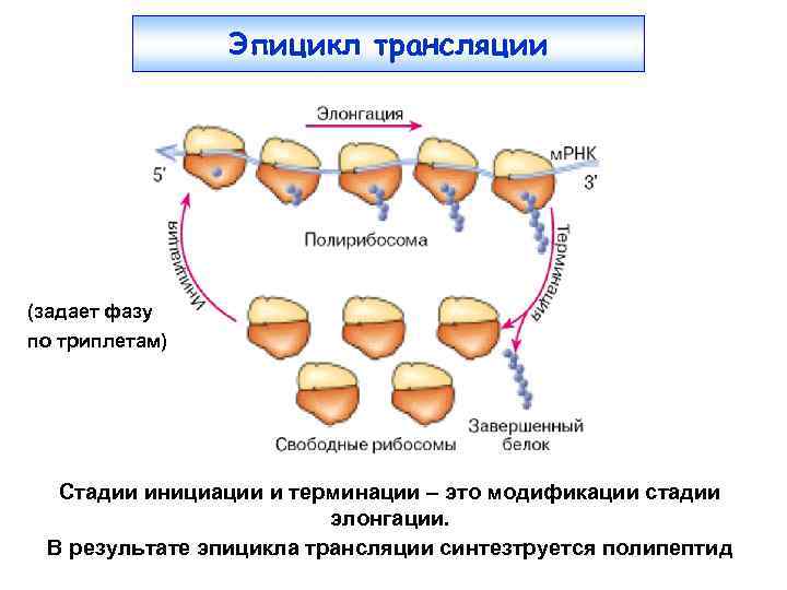 Эпицикл трансляции (задает фазу по триплетам) Стадии инициации и терминации – это модификации стадии