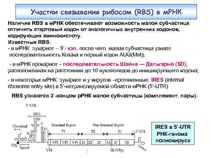 Участки связывания рибосом (RBS) в м. РНК Наличие RBS в м. РНК обеспечивают возможность