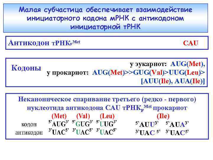 Малая субчастица обеспечивает взаимодействие инициаторного кодона м. РНК с антикодоном инициаторной т. РНК Антикодон