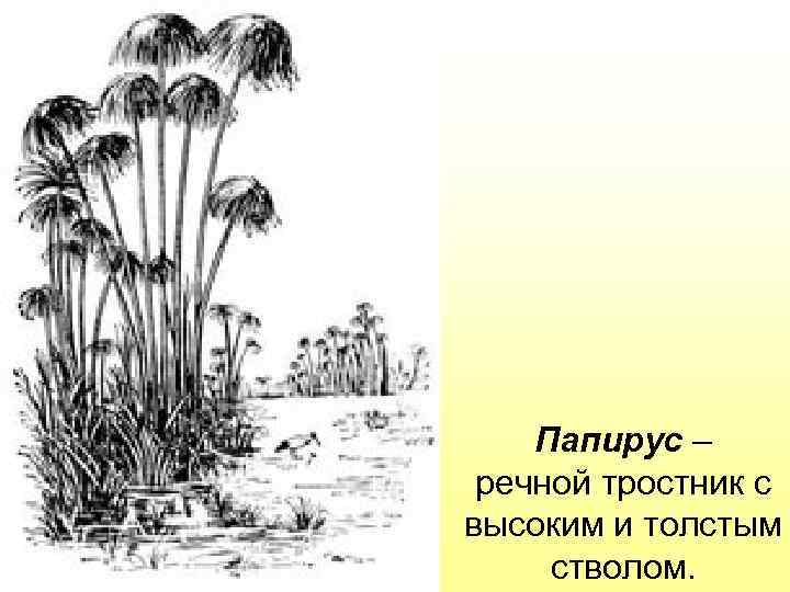 Папирус – речной тростник с высоким и толстым стволом. 