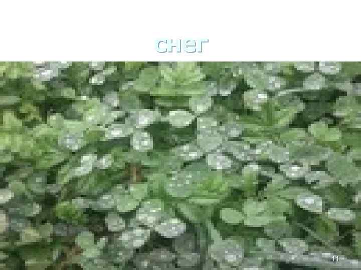 снег 11 