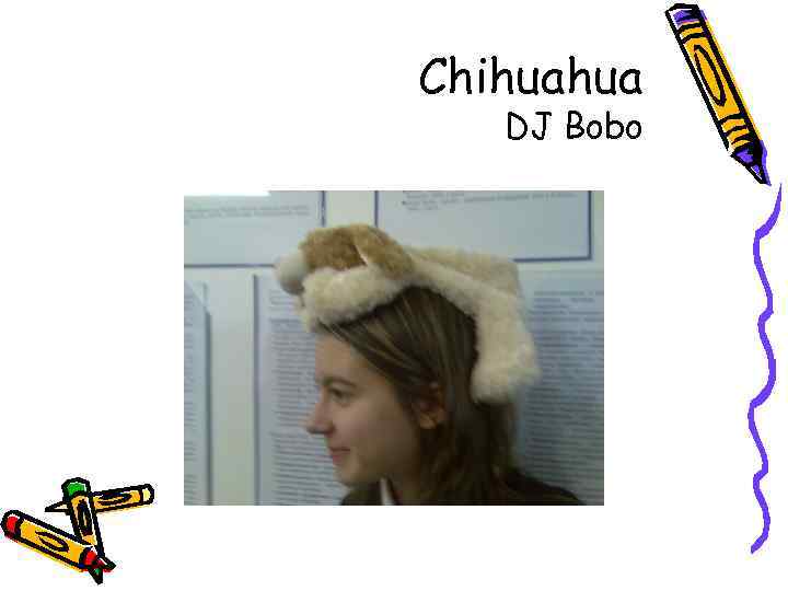 Chihuahua DJ Bobo 
