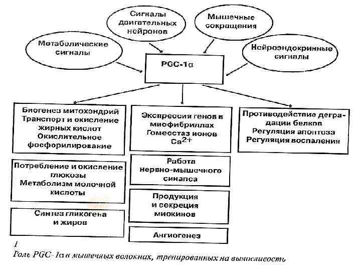 Медленные ü Совершают динамическую работу ü Много митохондрий и развитая капилярная сеть => O