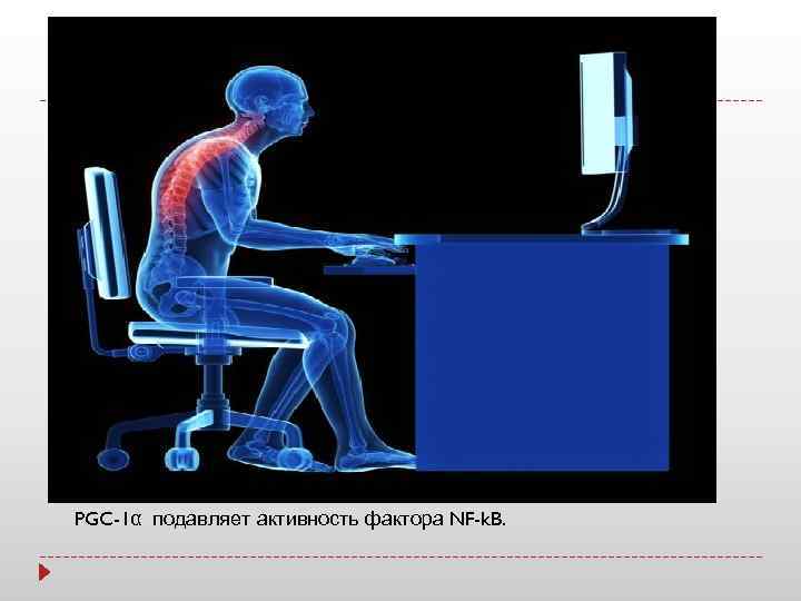 В тренированных мышцах уровень PGC-1α выше, чем в нетринерованных. PGC-1α ↓ PGC-1α подавляет активность