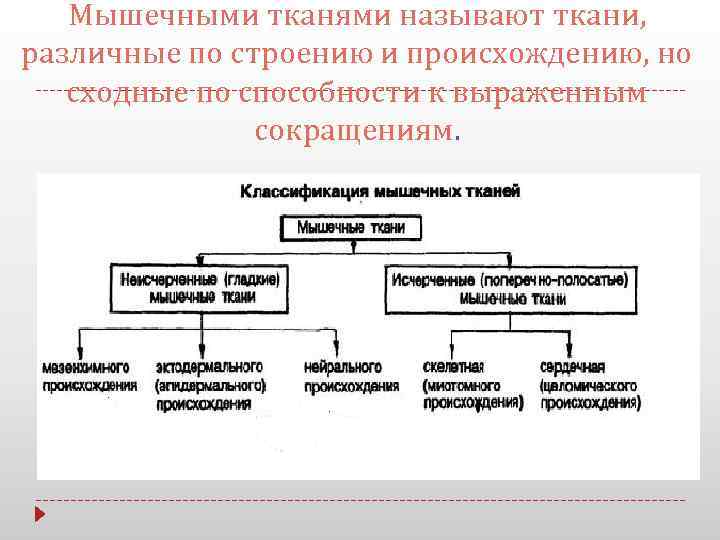 Мышечными тканями называют ткани, различные по строению и происхождению, но сходные по способности к