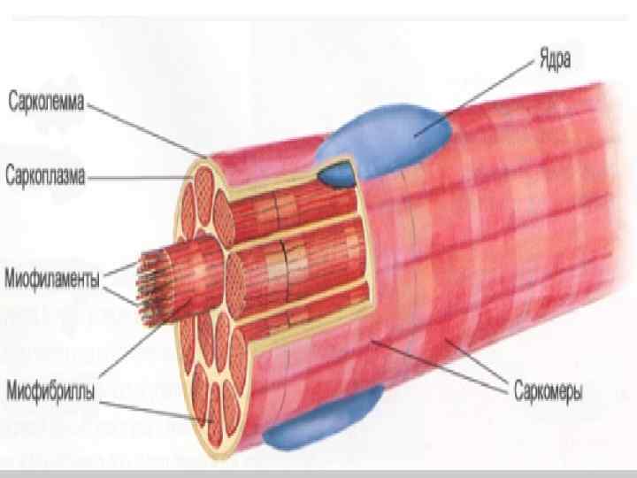 Поперечно–полосатая мышечная ткань подразделяется на скелетную и сердечную. 1 2 Мышечная ткань: 1 –