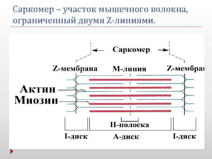 Саркомер – участок мышечного волокна, ограниченный двумя Z-линиями. 