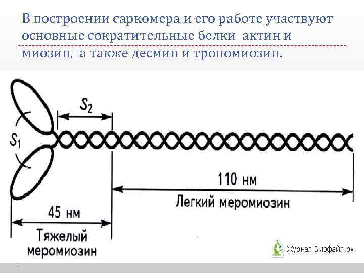 В построении саркомера и его работе участвуют основные сократительные белки актин и миозин, а