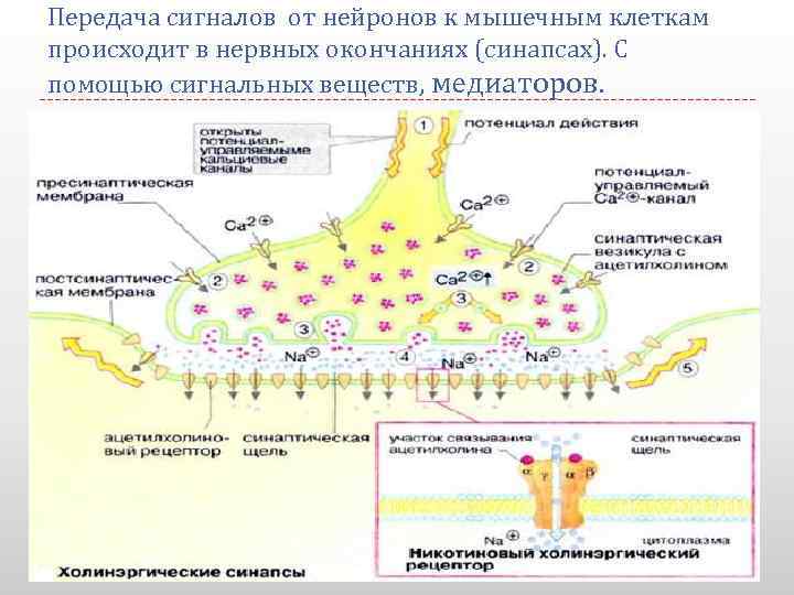 Передача сигналов от нейронов к мышечным клеткам происходит в нервных окончаниях (синапсах). С помощью