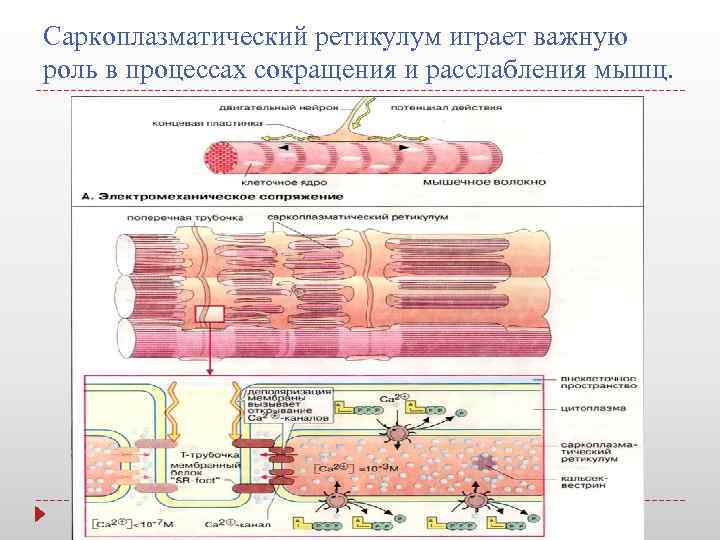 Саркоплазматический ретикулум играет важную роль в процессах сокращения и расслабления мышц. 