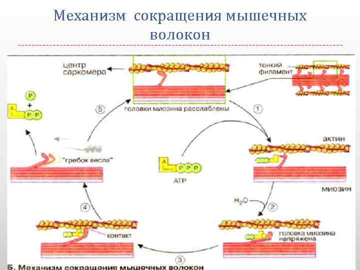 Механизм сокращения мышечных волокон 