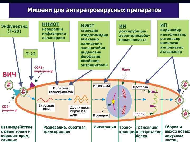 Вич инфекция презентация для студентов