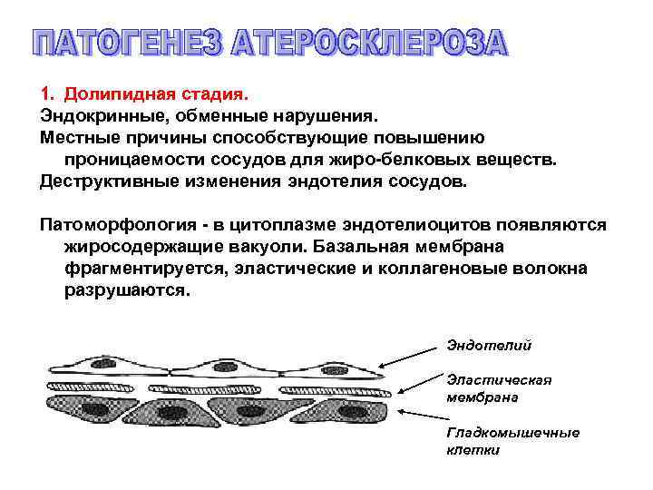 1. Долипидная стадия. Эндокринные, обменные нарушения. Местные причины способствующие повышению проницаемости сосудов для жиро-белковых
