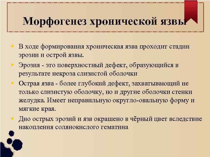 Морфогенез хронической язвы В ходе формирования хроническая язва проходит стадии эрозии и острой язвы.