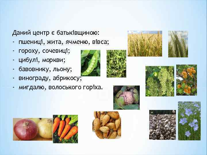 Даний центр є батьківщиною: - пшениці, жита, ячменю, вівса; - гороху, сочевиці; - цибулі,