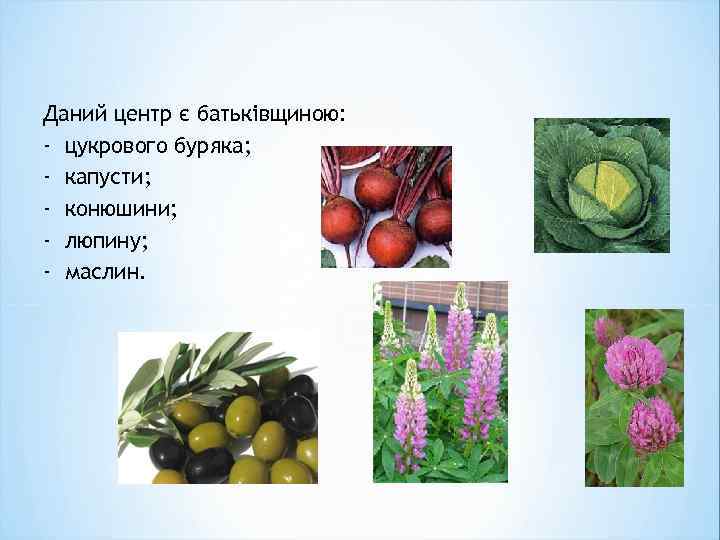 Даний центр є батьківщиною: - цукрового буряка; - капусти; - конюшини; - люпину; -