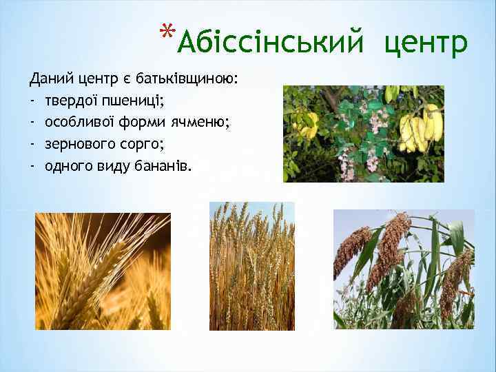 *Абіссінський Даний центр є батьківщиною: - твердої пшениці; - особливої форми ячменю; - зернового