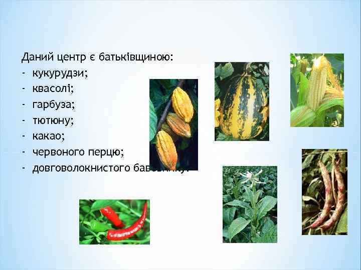 Даний центр є батьківщиною: - кукурудзи; - квасолі; - гарбуза; - тютюну; - какао;