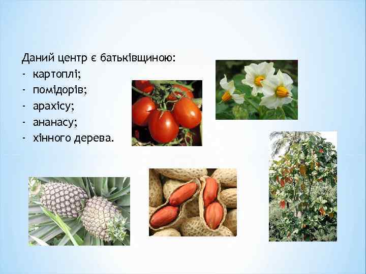 Даний центр є батьківщиною: - картоплі; - помідорів; - арахісу; - ананасу; - хінного