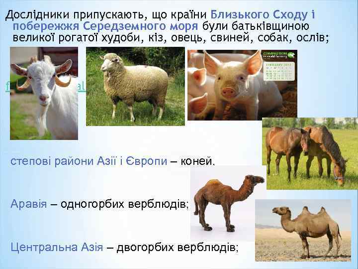 Дослідники припускають, що країни Близького Сходу і побережжя Середземного моря були батьківщиною великої рогатої