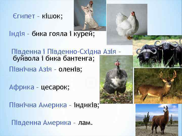 Єгипет – кішок; Індія – бика гояла і курей; Південна і Південно-Східна Азія –