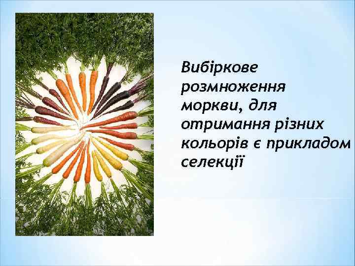 Вибіркове розмноження моркви, для отримання різних кольорів є прикладом селекції 